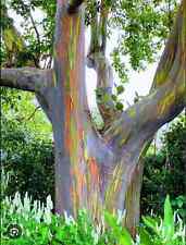 Rainbow eucalyptus deglupta for sale  Mobile