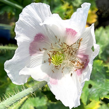Papaver Somniferum ☆Kwiaciarnia Pod Mak☆ ["Nasiona chleba"] ~ 6300 nasion, 1,5g+ na sprzedaż  Wysyłka do Poland