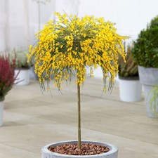 Cytisus golden tears for sale Cytisus golden tears for sale  UK
