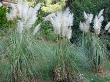 White pampas grass for sale  Rock Island