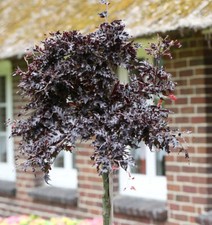 fagus kran gebraucht kaufen fagus kran gebraucht kaufen Bad Zwischenahn