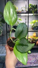 Rare scindapsus treubii for sale  CHORLEY