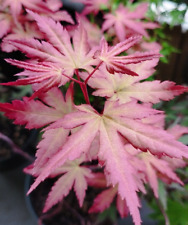 Erable japon acer d'occasion  Gien