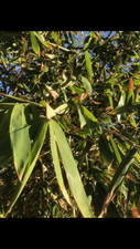 Bamboo leaves 100 for sale  Yorba Linda