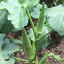 Emerald okra seeds for sale  Deltona