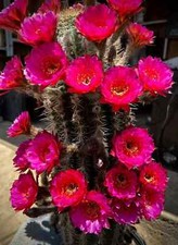 Rare beautiful blooming for sale  Menifee
