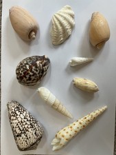 Selection vintage seashells. for sale  THATCHAM