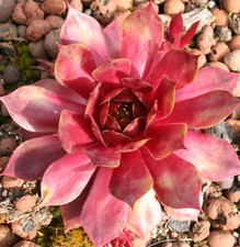 Sempervivum fuego drought for sale  HUNTINGDON