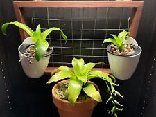 Carnivorous bromeliad catopsis for sale  Pittsburgh