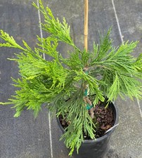 Calocedrus decurrens maupin for sale  Mount Pleasant