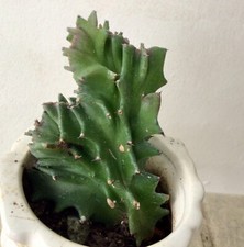 cactus cristata crest for sale cactus cristata crest for sale USA