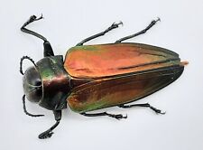Buprestidae belionota 20 gebraucht kaufen  Wadern