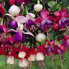 Hardy fuchsia mixed for sale  BELLSHILL