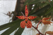 Rare renanthera monachica for sale  HALSTEAD