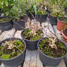 Bonsai cappero pianta usato  Manduria