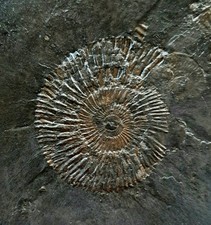 Grande lastra fossile usato  Minerbio