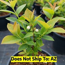 Japanese blueberry tree for sale  Miami