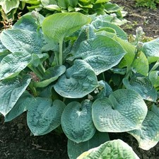 Hosta big daddy for sale  HAILSHAM