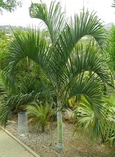 Usado, 20 sementes de palmeira dypsis ambositrae mais presente grátis comprar usado Usado, 20 sementes de palmeira dypsis ambositrae mais presente grátis comprar usado  Enviando para Brazil