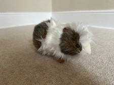 Hansa guinea pig for sale  MARLBOROUGH