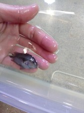 Convict zebra cichlids for sale  Sun Valley