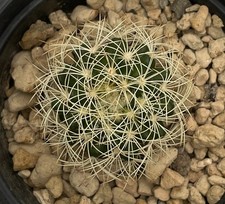 discocactus usato discocactus usato Trivignano Udinese