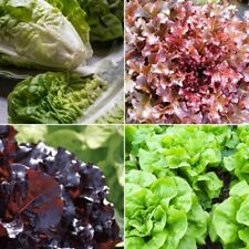 Lettuce seeds huge for sale  SALISBURY