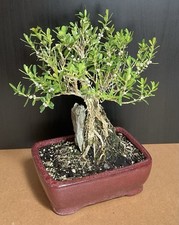 Dwarf boxwood bonsai for sale  Miami