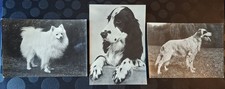 Cartol. cani razza usato  Barletta