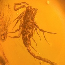 Stunning scorpion burmese for sale  GILLINGHAM