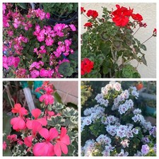Organic varieties geranium for sale  Santa Maria
