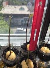 Hass avocado seedling for sale  Overland Park