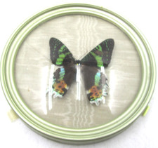 Framed real butterfly for sale  KIDDERMINSTER