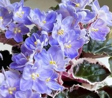 African violet leaves for sale  Apopka