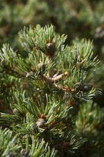 Pinus parviflora hagoromo gebraucht kaufen  Westerstede