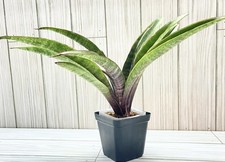 sansevieria snake plant for sale sansevieria snake plant for sale Winchester