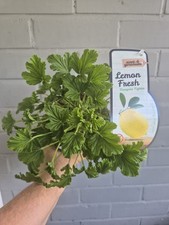 Citronella lemon geranium for sale  LONDON