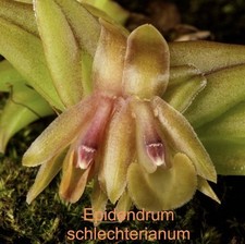 Epidendrum schlechterianum mou for sale  Bogalusa