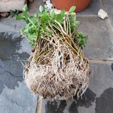 goji berry plants for sale  Derwood