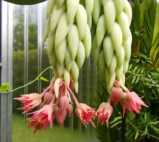 Sedum morganianum affenschauke gebraucht kaufen  Deutschland