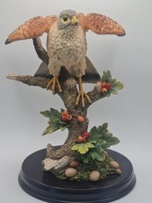 Animals kestrel bird for sale  CARDIFF