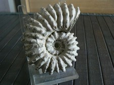 Ammonite albien madagascar d'occasion  Pavilly