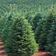 Abies procera tree for sale  Oakland Gardens