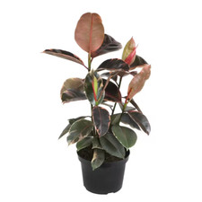 Ficus tineke variegated for sale  Denver