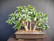 Alter bonsai geldbaum gebraucht kaufen  Delitzsch