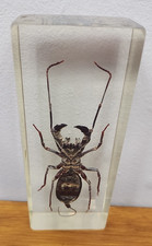 Various real bugs for sale  PRESTON