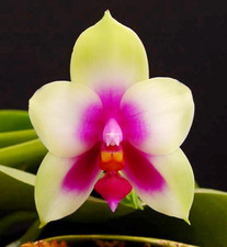 Rare phalaenopsis bellina for sale  LONDON
