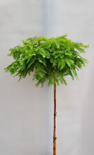 Urweltmammutbaum metasequoia m gebraucht kaufen  Uplengen