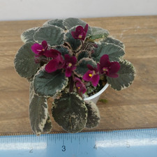 African violet plant for sale  Lexington