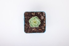Echeveria ben badis for sale  LONDON